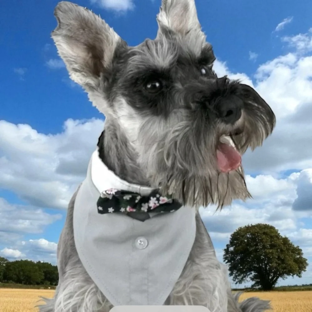 Gray Dog Bandana with Floral Bow Tie